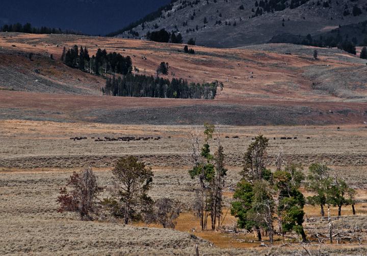 Lamar Valley 6166_1.jpg